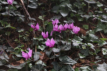 Alpenfeilchen in der Natur