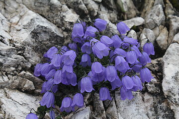 Glockenblumen am Felshang