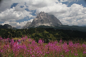 Weideröschen vor Monte Pelmo