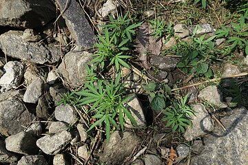 laut Karte: Cannabis Fields